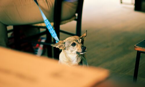 Dog friendly restaurants in Bristol